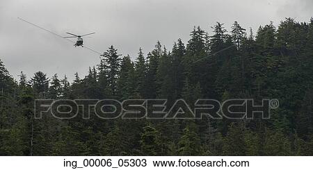 Stock Image - Helicopter flying over a forest, Skeena-Queen Charlotte Regional District, Haida Gwaii, Graham Island, British Columbia, Canada. Fotosearch