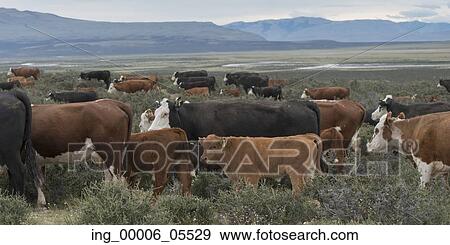 Herd of cows grazing in a field, Torres Del Paine National Park, Patagonia, Chile View Large Photo Image Stock Photo - Herd of cows grazing in a field, Torres Del Paine National Park, Patagonia, Chile. Fotosearch