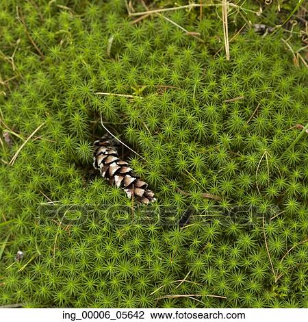 Stock Image - High angle view of pine cone fallen on a green plant, Lake Of The Woods, Ontario, Canada. Fotosearch