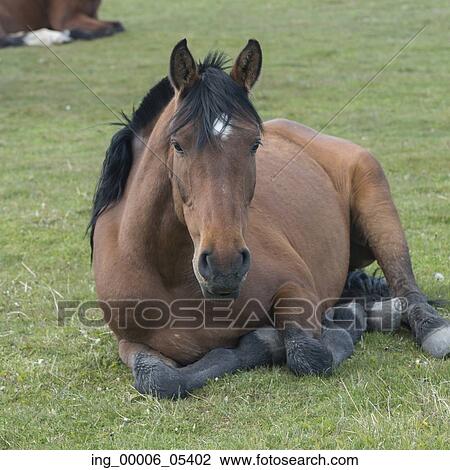 Horse in field, Torres del Paine National Park, Patagonia, Chile View Large Photo Image Stock Image - Horse in field, Torres del Paine National Park, Patagonia, Chile. Fotosearch