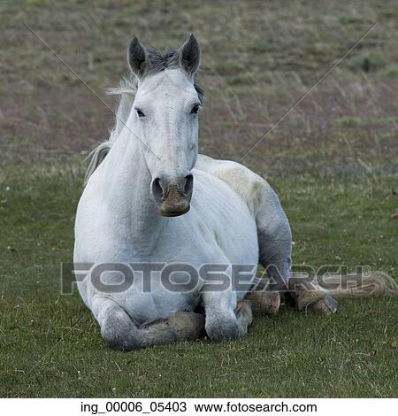 Horse in field, Torres del Paine National Park, Patagonia, Chile View Large Photo Image Stock Image - Horse in field, Torres del Paine National Park, Patagonia, Chile. Fotosearch