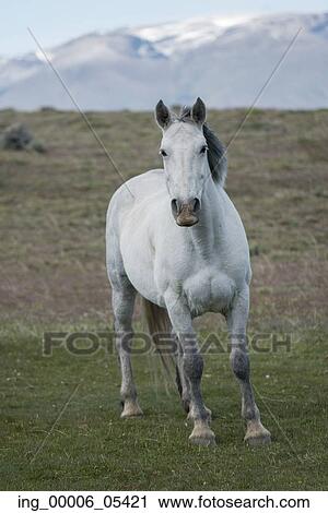 Horse in field, Torres del Paine National Park, Patagonia, Chile View Large Photo Image Stock Image - Horse in field, Torres del Paine National Park, Patagonia, Chile. Fotosearch