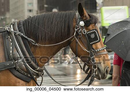 Horse on the street, Manhattan, New York City, New York State, USA View Large Photo Image Stock Image - Horse on the street, Manhattan, New York City, New York State, USA. Fotosearch