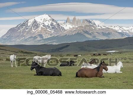 Horses in field, Torres del Paine National Park, Patagonia, Chile View Large Photo Image Stock Photo - Horses in field, Torres del Paine National Park, Patagonia, Chile. Fotosearch