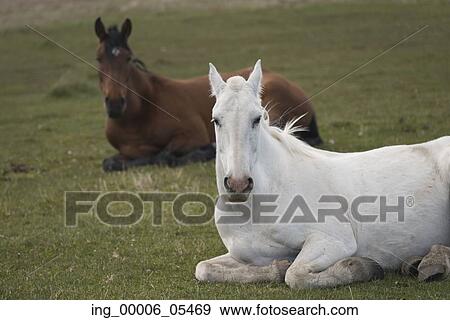 Horses in field, Torres del Paine National Park, Patagonia, Chile View Large Photo Image Stock Photo - Horses in field, Torres del Paine National Park, Patagonia, Chile. Fotosearch