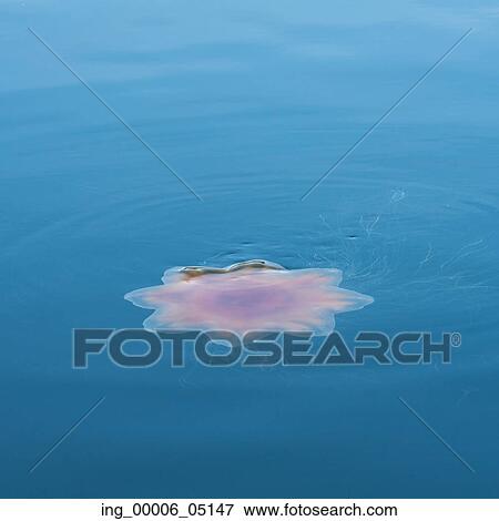Jellyfish on water surface, Skeena-Queen Charlotte Regional District, Haida Gwaii, Graham Island, British Columbia, Canada View Large Photo Image Stock Photo - Jellyfish on water surface, Skeena-Queen Charlotte Regional District, Haida Gwaii, Graham Island, British Columbia, Canada. Fotosearch