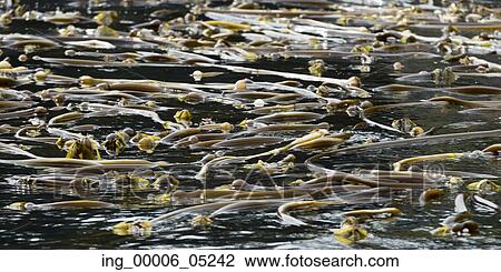 Kelp growing in water, Skeena-Queen Charlotte Regional District, Haida Gwaii, Graham Island, British Columbia, Canada View Large Photo Image Stock Image - Kelp growing in water, Skeena-Queen Charlotte Regional District, Haida Gwaii, Graham Island, British Columbia, Canada. Fotosearch