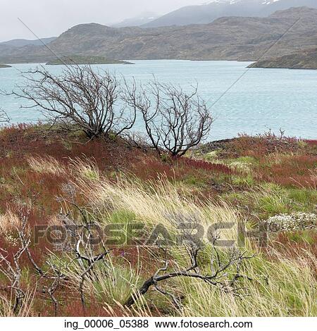 Lake Pehoe, Torres del Paine National Park, Patagonia, Chile View Large Photo Image Stock Photo - Lake Pehoe, Torres del Paine National Park, Patagonia, Chile. Fotosearch