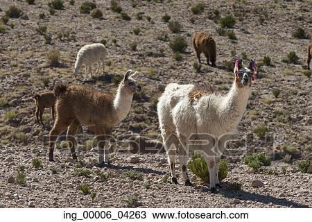 Llamas grazing in field, San Pedro de Atacama, El Loa Province, Antofagasta Region, Chile View Large Photo Image Stock Image - Llamas grazing in field, San Pedro de Atacama, El Loa Province, Antofagasta Region, Chile. Fotosearch