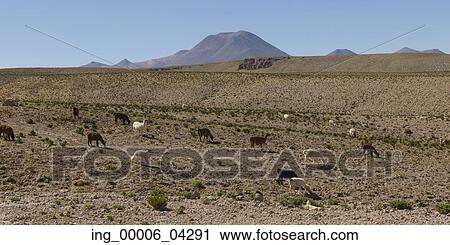 Llamas grazing in field, San Pedro de Atacama, El Loa Province, Antofagasta Region, Chile View Large Photo Image Stock Image - Llamas grazing in field, San Pedro de Atacama, El Loa Province, Antofagasta Region, Chile. Fotosearch