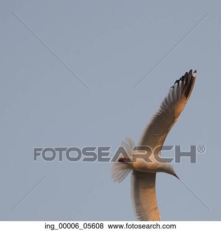 Stock Photo - Low angle view of a seagull flying in the sky, Lake Of The Woods, Ontario, Canada. Fotosearch