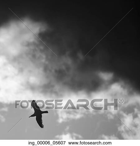 Stock Photo - Low angle view of a seagull flying, Lake Of The Woods, Ontario, Canada. Fotosearch
