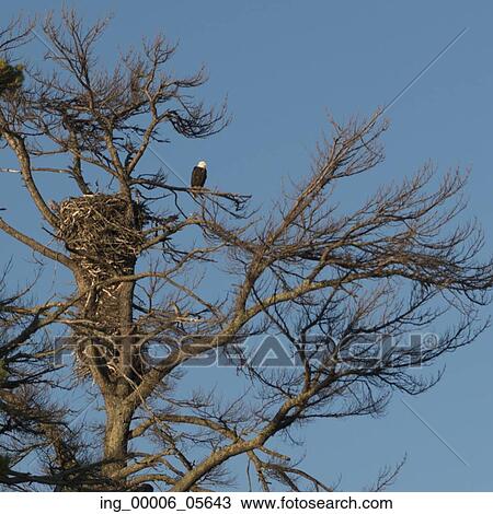 Low angle view of an eagle perching on tree branch, Lake Of The Woods, Ontario, Canada View Large Photo Image Stock Image - Low angle view of an eagle perching on tree branch, Lake Of The Woods, Ontario, Canada. Fotosearch