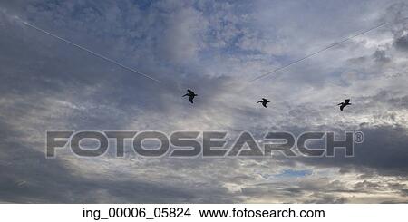 Picture - Low angle view of birds flying in the sky, Zihuatanejo, Guerrero, Mexico. Fotosearch