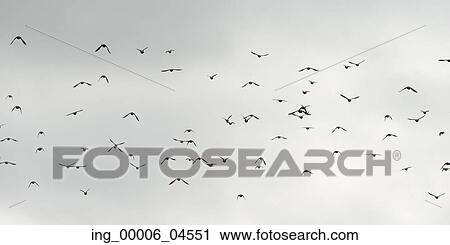 Stock Image - Low angle view of birds flying in the sky, Plaisance, Quebec, Canada. Fotosearch