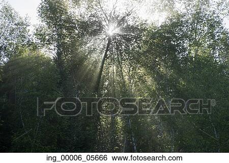 Low angle view of sunlight through trees in a forest, Lake Of The Woods, Ontario, Canada View Large Photo Image Stock Photograph - Low angle view of sunlight through trees in a forest, Lake Of The Woods, Ontario, Canada. Fotosearch