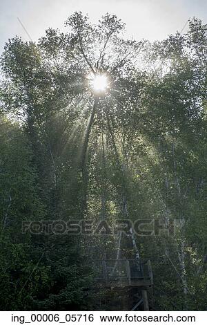 Low angle view of sunlight through trees in a forest, Lake Of The Woods, Ontario, Canada View Large Photo Image Stock Photograph - Low angle view of sunlight through trees in a forest, Lake Of The Woods, Ontario, Canada. Fotosearch