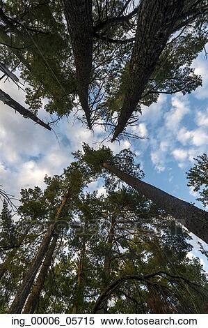 Stock Photography - Low angle view of trees in a forest, Lake Of The Woods, Ontario, Canada. Fotosearch