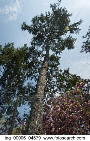 Stock Photo - Low angle view of trees in Central Park, Manhattan, New York City, New York State, USA. Fotosearch