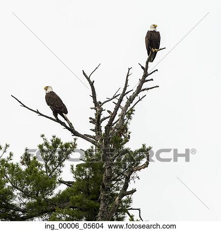 Low angle view of two eagles perching on tree branch, Lake Of The Woods, Ontario, Canada View Large Photo Image Picture - Low angle view of two eagles perching on tree branch, Lake Of The Woods, Ontario, Canada. Fotosearch