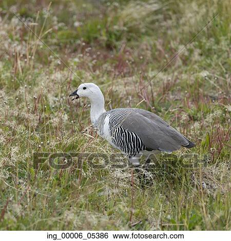 Magellan goose (Chloephaga picta), Torres del Paine National Park, Patagonia, Chile View Large Photo Image Stock Photograph - Magellan goose (Chloephaga picta), Torres del Paine National Park, Patagonia, Chile. Fotosearch