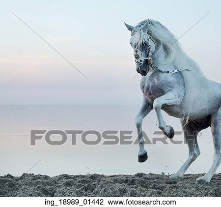 Majestic white horse galloping on the beach View Large Photo Image Stock Image - Majestic white horse galloping on the beach. Fotosearch