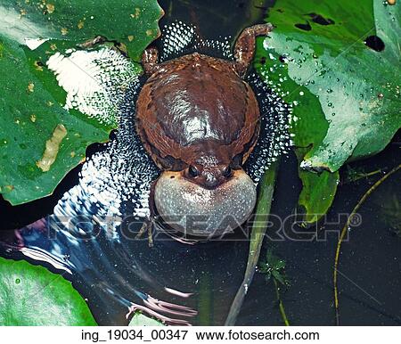Male Banded bullfrog calls for a mate with vocal sac inflated during mating season View Large Photo Image Stock Photo - Male Banded bullfrog calls for a mate with vocal sac inflated during mating season. Fotosearch