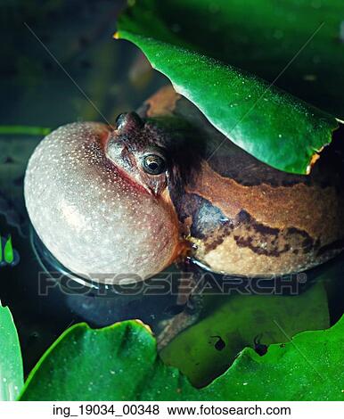 Male Banded bullfrog calls for a mate with vocal sac inflated during mating season View Large Photo Image Stock Photo - Male Banded bullfrog calls for a mate with vocal sac inflated during mating season. Fotosearch