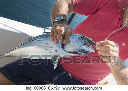 Man holding a fish on boat, Ixtapa, Zihuatanejo, Guerrero, Mexico View Large Photo Image Stock Photo - Man holding a fish on boat, Ixtapa, Zihuatanejo, Guerrero, Mexico. Fotosearch