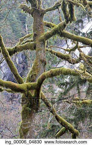 Moss covered trees in a forest, Nairn Falls Provincial Park, Whistler, British Columbia, Canada View Large Photo Image Stock Image - Moss covered trees in a forest, Nairn Falls Provincial Park, Whistler, British Columbia, Canada. Fotosearch