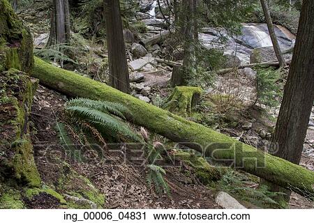 Moss covered trees in a forest, Nairn Falls Provincial Park, Whistler, British Columbia, Canada View Large Photo Image Stock Image - Moss covered trees in a forest, Nairn Falls Provincial Park, Whistler, British Columbia, Canada. Fotosearch