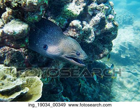 muraena, hiding in the coral. Thailand View Large Photo Image Stock Photo - muraena, hiding in the coral. Thailand. Fotosearch