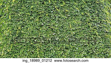 Stock Image - Natural leaves&rsquo; wall in the summer garden. Fotosearch