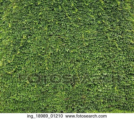 Stock Image - Natural wall made of fresh leaves. Fotosearch