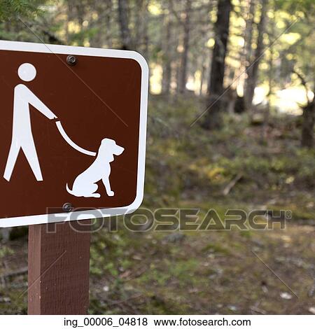 No dogs allowed sign on a pole in a forest, Pemberton, Pemberton Valley, British Columbia, Canada View Large Photo Image Stock Photo - No dogs allowed sign on a pole in a forest, Pemberton, Pemberton Valley, British Columbia, Canada. Fotosearch
