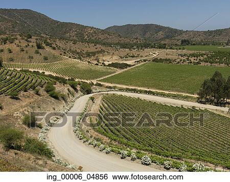 Overview of vineyards in Casablanca Valley, Chile View Large Photo Image Stock Photograph - Overview of vineyards in Casablanca Valley, Chile. Fotosearch