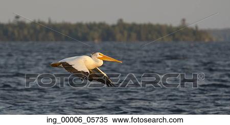 Pelican flying over the lake, Lake Of The Woods, Ontario, Canada View Large Photo Image Stock Photography - Pelican flying over the lake, Lake Of The Woods, Ontario, Canada. Fotosearch
