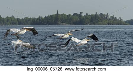 Stock Photograph - Pelicans flying over the lake, Lake Of The Woods, Ontario, Canada. Fotosearch