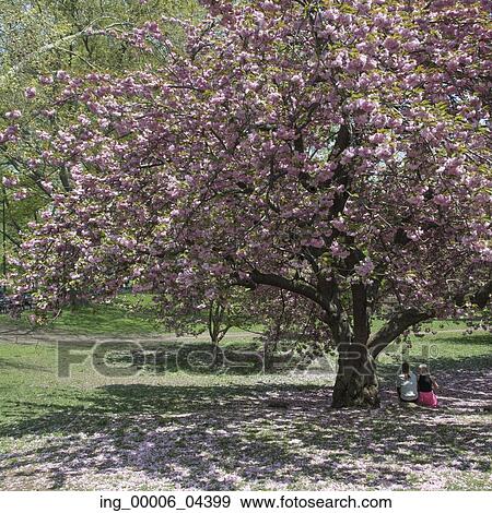Stock Photo - People sitting under a cherry blossom tree in Central Park, Manhattan, New York City, New York State, USA. Fotosearch