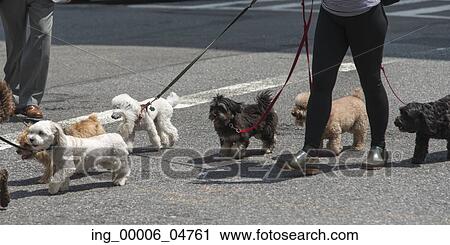Stock Image - Person Walking with dogs on street, Manhattan, New York City, New York State, USA. Fotosearch