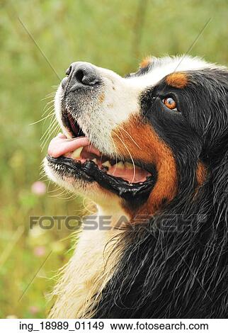 Portrait of a black dog View Large Photo Image Stock Photo - Portrait of a black dog. Fotosearch