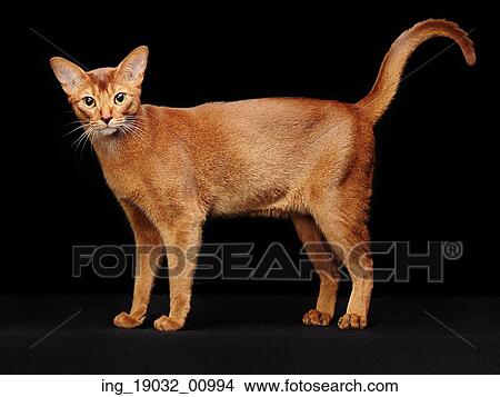 Picture - Portrait of beautiful young abyssinian cat. Close up of red cat. Isolated on black background. Fotosearch