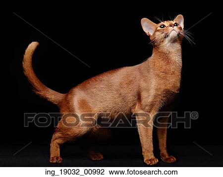 Stock Image - Portrait of beautiful young abyssinian cat. Close up of red cat. Isolated on black background. Fotosearch