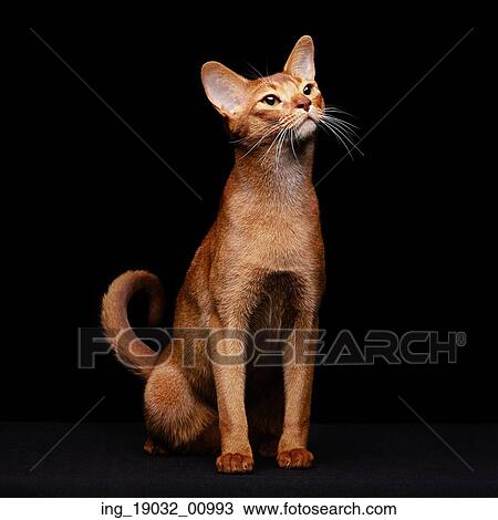 Stock Image - Portrait of beautiful young abyssinian cat. Close up of red cat. Isolated on black background. Fotosearch