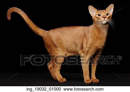 Portrait of beautiful young abyssinian cat. Close up of red cat. Isolated on black background View Large Photo Image Stock Image - Portrait of beautiful young abyssinian cat. Close up of red cat. Isolated on black background. Fotosearch