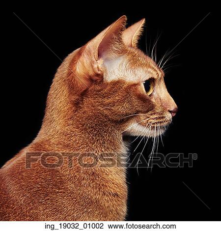 Stock Image - Portrait of beautiful young abyssinian cat. Close up of red cat. Isolated on black background. Fotosearch