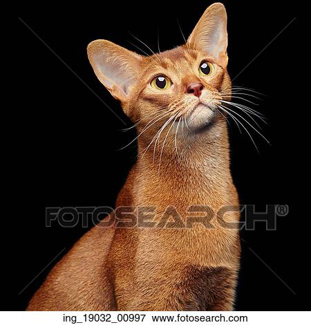 Stock Photo - Portrait of beautiful young abyssinian cat. Close up of red cat. Isolated on black background. Fotosearch