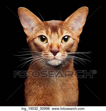 Stock Photo - Portrait of beautiful young abyssinian cat. Close up of red cat. Isolated on black background. Fotosearch