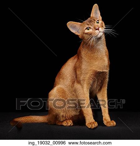 Stock Photograph - Portrait of beautiful young abyssinian cat. Close up of red cat. Isolated on black background. Fotosearch