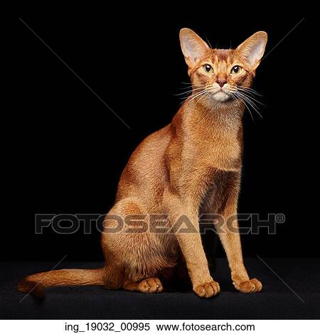 Stock Photography - Portrait of beautiful young abyssinian cat. Close up of red cat. Isolated on black background. Fotosearch